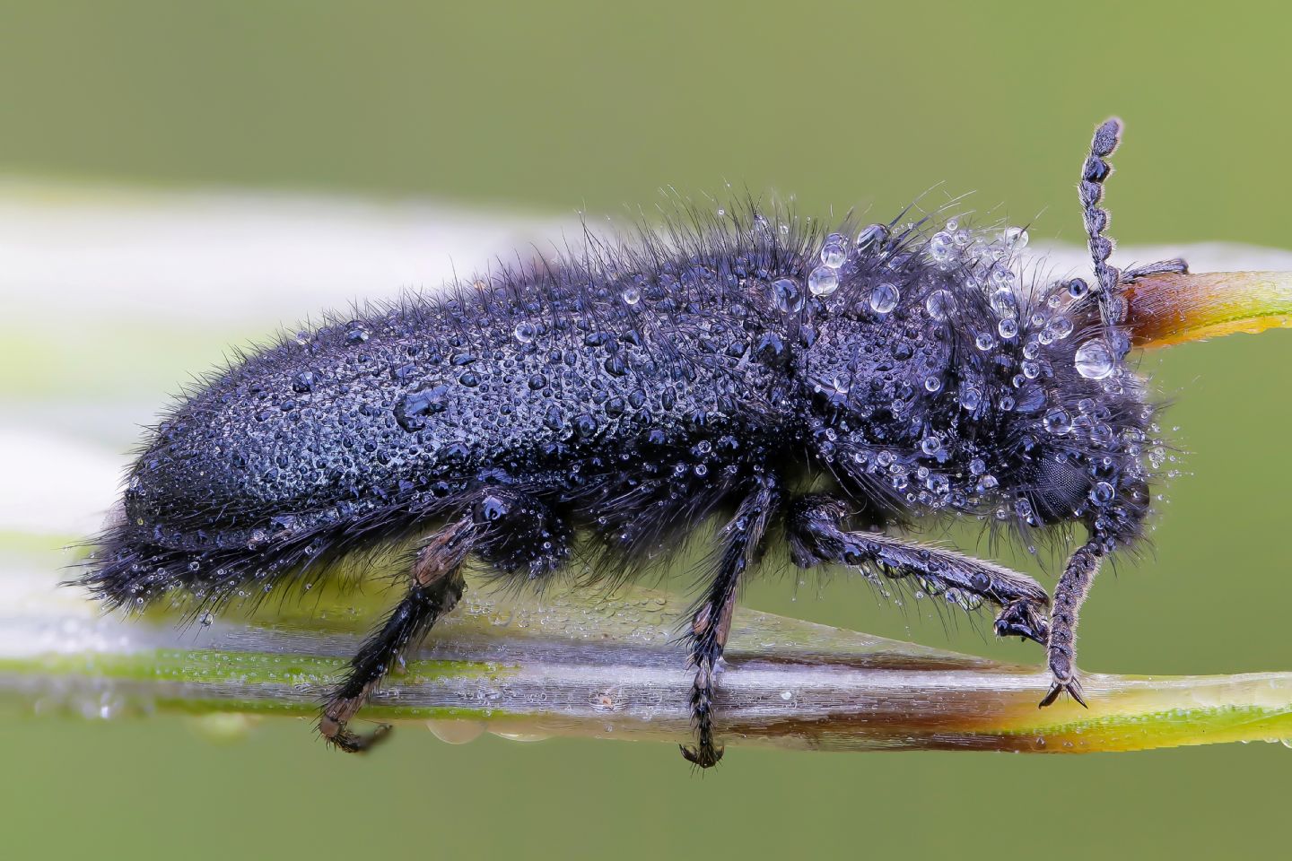 Dasytidae - Enicopus sp.